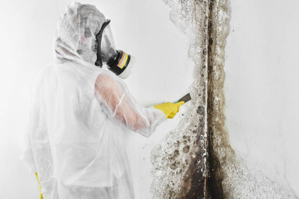 Best Basement Mold Remediation in New Windsor, MD