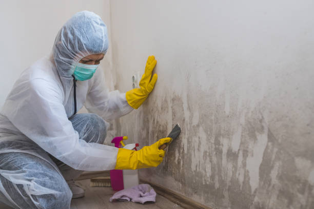 Best Attic Mold Remediation in New Windsor, MD
