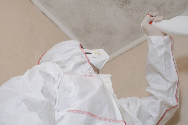 Best Health and Safety Mold Remediation in New Windsor, MD