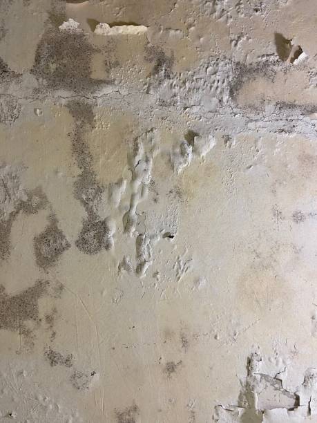 New Windsor, MD Mold Remediation Company