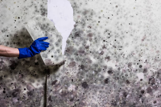 Best Mold Remediation for Specific Building Types in New Windsor, MD