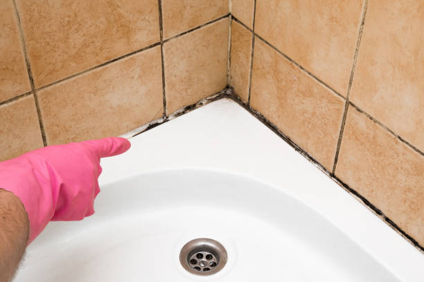Best Localized Mold Remediation (e.g., coastal areas, humid climates) in New Windsor, MD